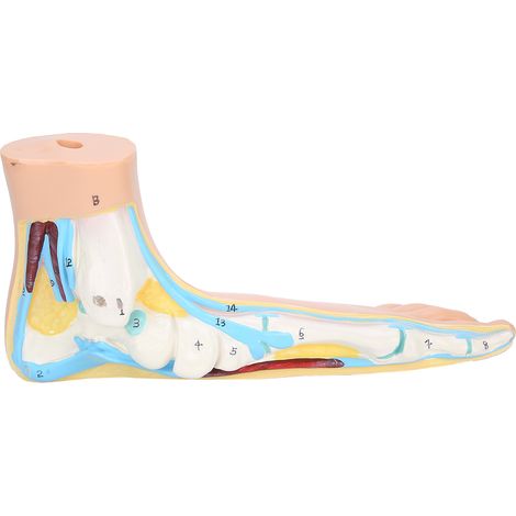 Modèle de pied humain adulte grandeur nature avec muscles affichés, accessoires explicatifs pour enseignement et recherche - pieds plats inclus (1/5)
