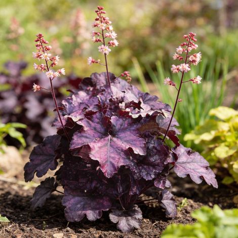 Heuchère hybride Mulberry Pot 2L 15cm - Heuchera hybride Mulberry (1/4)