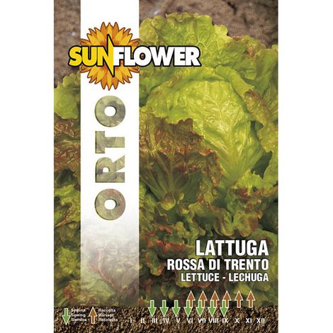 Graines de laitue rouge de Trento tournesol