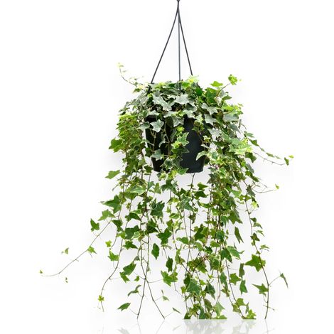 Gardenaria Edera - Hedera helix 'Eva' - Pianta da interno ornamentale - Altezza: 50 cm (vaso 19) (1/5)