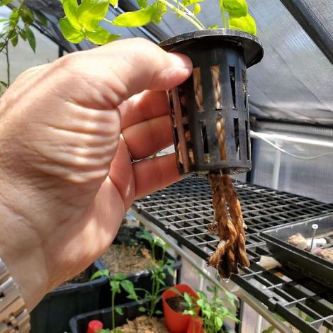 BEBUSINGOTO Paquet de 50 gobelets en filet de 2 pouces, maille fendue, filtre à lèvres larges, panier de seau pour Pot de plante pour culture hydroponique (1/4)
