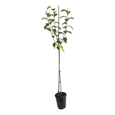 1 plant /tree (approx 1m) - Prunus (president plum)