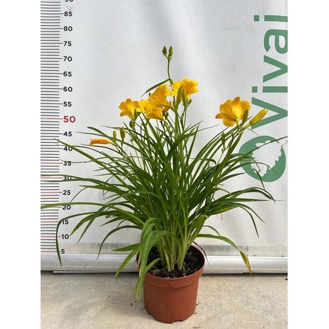 PIANTA DI HEMEROCALLIS V.18 (foto reale)