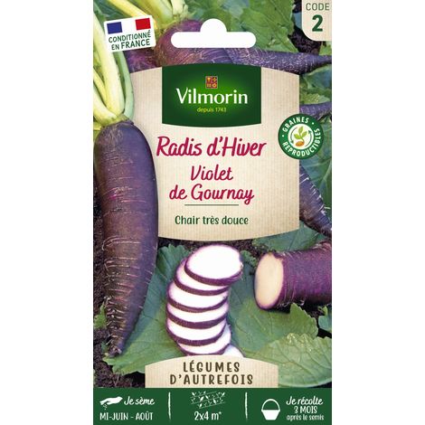 Vilmorin Radis Violet de Gournay - Légumes d'Autrefois (1/2)