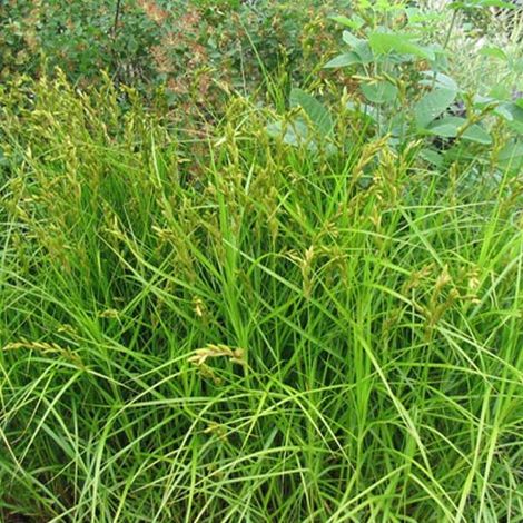 4 x Laîche palmée - Carex muskingumensis  - godet 9x9 cm