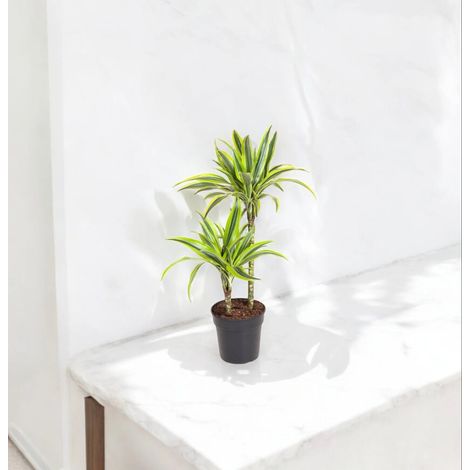 Gardenaria Dracaena fragrans 'Lemon Lime' - Pianta da interno ornamentale - Altezza: 130/140 cm (vaso 22)