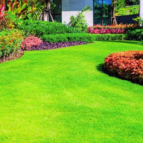 Gazon À Semer Croissance Rapide 1kg (30–40 m²) – Pelouse Rustique Vert Dense pour Ombre et Zones Fraîches – Semence Résistante (1/5)