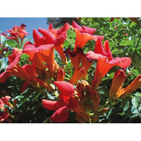 BIGNONIA CAMPSIS MADAME GALEN PIANTA DA FIORE GIARDINO 1 PIANTA VASO 17CM