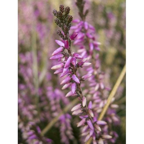 Bruyère commune, Brande 'Marleen' Pot de 2L/3L (1/2)