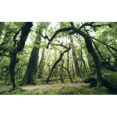 Papier peint panoramique naturel Vert Ancien (1/4)