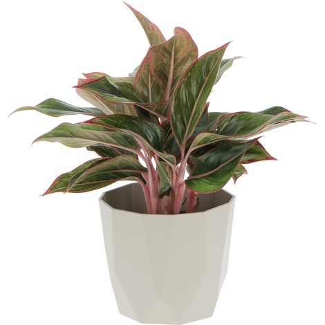Aglaonema Light Star con Eco-Vaso Grigio - Pianta Vera Purifica Aria - H 30-40 cm Vaso Ø 12 cm (1/2)