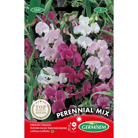 Graines Pois de senteur vivace varié PERENNIAL MIX