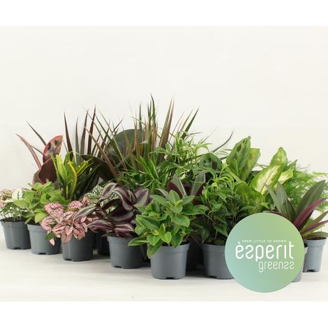 Lot de 24 Mini Plantes Vertes Naturelles Mix de Variétés Décoratives Ø 8,5 cm Hauteur 10 cm - PANGIVO