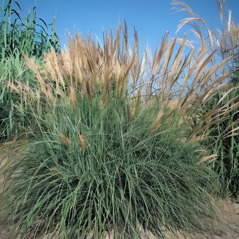 Gardenaria Miscanthus sinensis 'Yakushima Dwarf' - Graminacea ornamentale da esterno - Altezza: 60 cm (vaso 17)