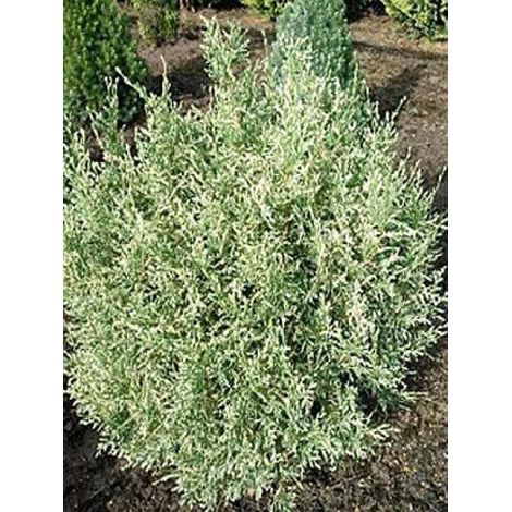 Cyprès de Lawson 'Pearly Swirls' Pot de 7,5L/10L (1/2)