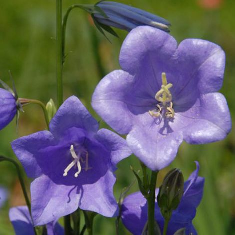 4 x Campanule à feuilles de pêcher 'Grandiflora Coerulea' -