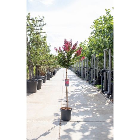 Lagerstroemia indica Bianca pianta ad alberello in vaso  24 cm h. 150 cm circa  Bianco - Select 1: Rosso (1/3)