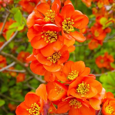 Pépinières Naudet – Cognassier du Japon 'Orange Trail' – Arbre fruitier à fleurs blanches – Hauteur à maturité 1,5m – Exposition ensoleillée – Coings pour confitures