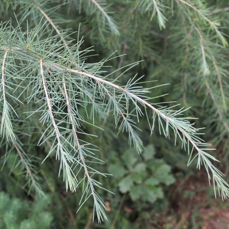 Cèdre de l'Himalaya nain Feeling Blue, Cedrus deodara/Pot de 5L - 40/60 cm
