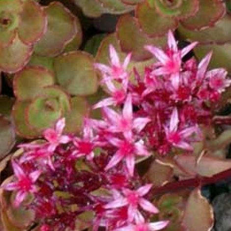 4 x Orpin spurium  - Sedum spurium 'Schorbuser Blut'  - godet