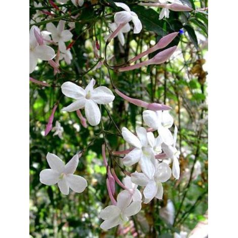 Jasmin blanc, officinal Pot de 2L/3L (1/4)