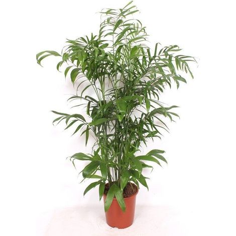 Palmier Bambou Chamaedorea Seifrizii - Plante d'Intérieur Naturelle - Hauteur 180 cm - PANGIVO