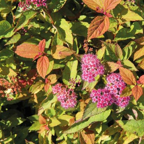 Spirée Japonaise  - Spiraea japonica 'Firelight'  - 25-30 cm pot