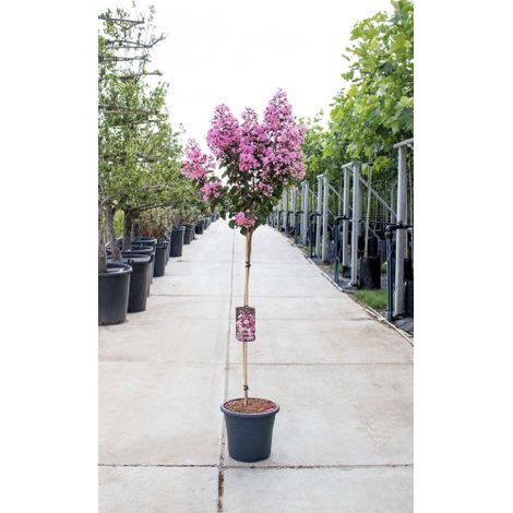 Lagerstroemia indica Bianca pianta ad alberello in vaso 24 cm h. 150 cm circa Bianco - Select 1: Rosa