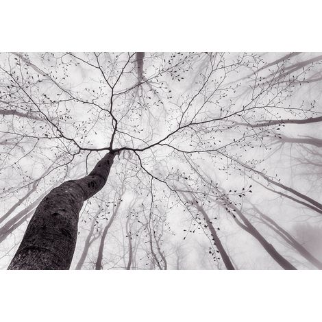 Papier peint panoramique tronc d'arbre gris & blanc | Tapisserie panoramique arbre dans le brouillard | Papier peint panoramique nature idéal salon - 384 X 260 cm (8 pièces) (1/2)