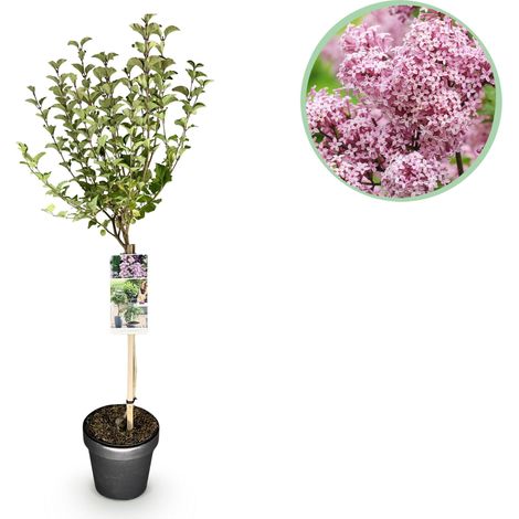Lilas nain sur tige Syringa meyeri Palibin, fleurs violettes parfumées, hauteur 90 cm, pot 19 cm - PANGIVO