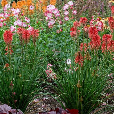 Kniphofia, Tison de Satan Poco Red®/Godet (1/2)