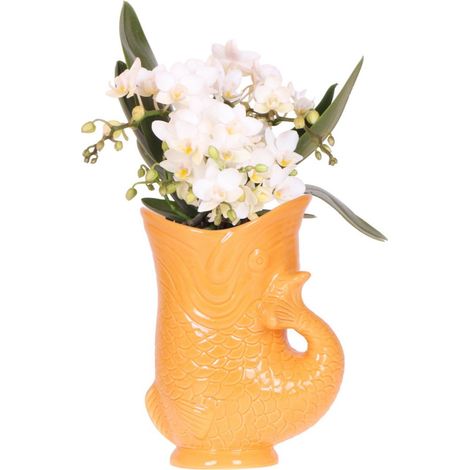 Orchidée Blanche et Cache-Pot Poisson Orange - Plante d'Intérieur Fleurie - Pot 9 cm - PANGIVO (1/2)