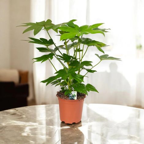 Gardenaria Fatsia japonica (Aralia) - Pianta da interno ornamentale - Altezza: 60 cm (vaso 17)
