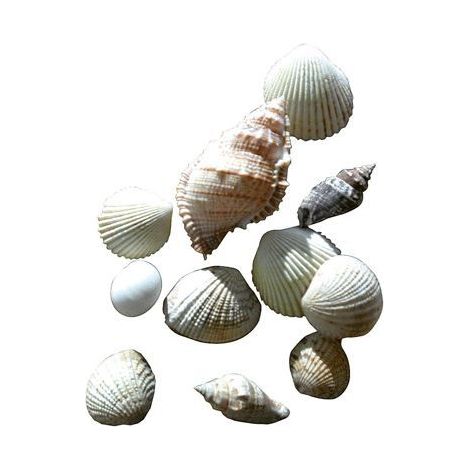 Coquillages assortis - Non précisé - 400g - Idéal pour décoration - Mixte - Non vintage (1/2)