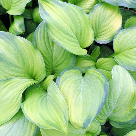Hosta 'Guacamole' Pot de 1,5L/2L (1/2)