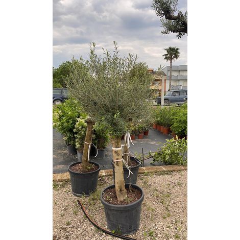 Olea EUROPEA (Olivo) - Pianta Albero Vaso 45 H 180 cm Foto Reali (1/3)