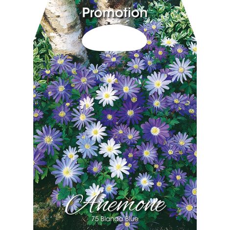 Bulbi di Anemone Blanda Blue 75 Bulbi