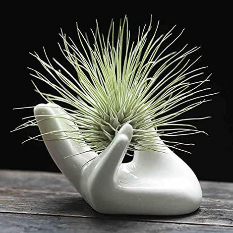 Mini Support en céramique en Forme de Main pour Plantes aériennes Tillandsia - Décoration d'intérieur pour Bureau, Table, étagère, Blanc, 1 lot (Plante Non Incluse) (1/5)
