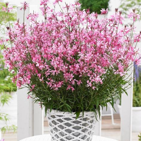 Gaura Baby Butterfly® Dark Pink 'URIBLBP'/Godet - 5/20 cm