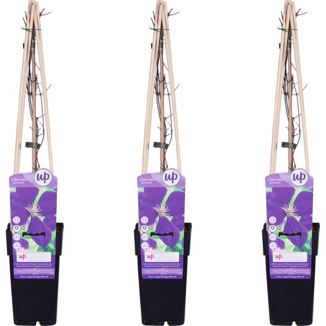 Lot de 3 Clématites Jackmanii Plantes Grimpantes Fleurs Violet-Bleu Hauteur 65 cm - PANGIVO (1/2)