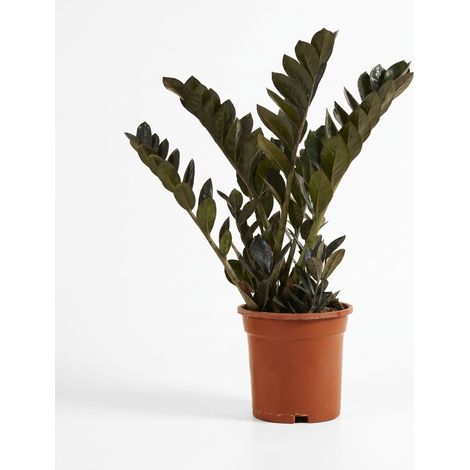 Bloomique - Zamioculcas zamiifolia Raven - Palmier émeraude - Plante à feuillage - Plante d'intérieur - Feuilles noires - Peu exigeante en eau - Facile d'entretien - Hauteur : 55-65 cm - Pot : 17 cm (1/5)