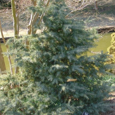 Cèdre de l'Himalaya, Cedrus deodara/Pot de 7,5L - 80/100 cm