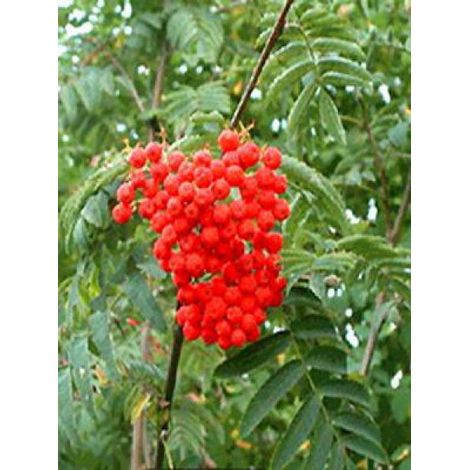 Sorbier des oiseleurs 'Wettra' Pot de 20L/25L (1/3)