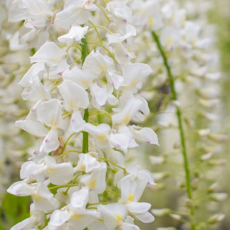 Glycine du Japon Snow Showers/Pot de 3L - Echelle bambou 60/120 cm (1/5)