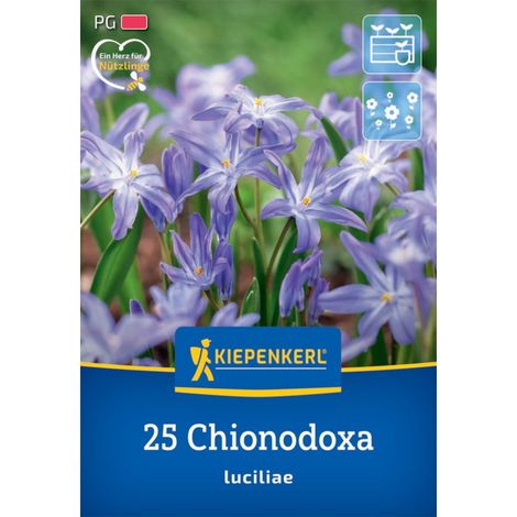 Kiepenkerl Herbstblumenzwiebel Chionodoxa Schneeglanz 25 Pflanzen (1/2)