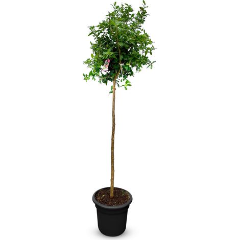 Grenadier – Résistant au froid – Arbre fruitier – Punica Granatum (1/4)
