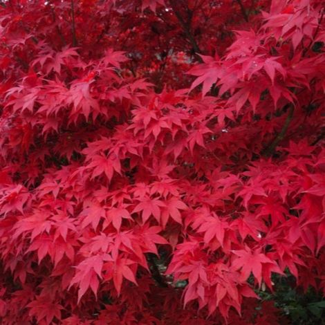Pépinières Naudet – Érable du Japon Acer palmatum – Feuillage caduc vert, rouge et jaune – Hauteur à maturité 5m – Résistant jusqu'à -15°C