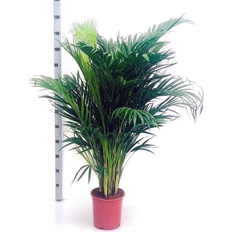 Planta Natural Palmera Dypsis Lutescens. 120 Cm