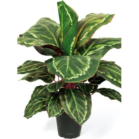 Maranta plante artificielle en pot H 55 cm très dense (1/2)