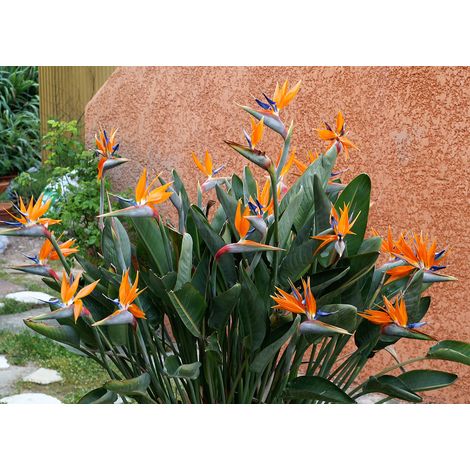 STRELITZIA REGINAE O UCCELLO DEL PARADISO IN VASO 10CM